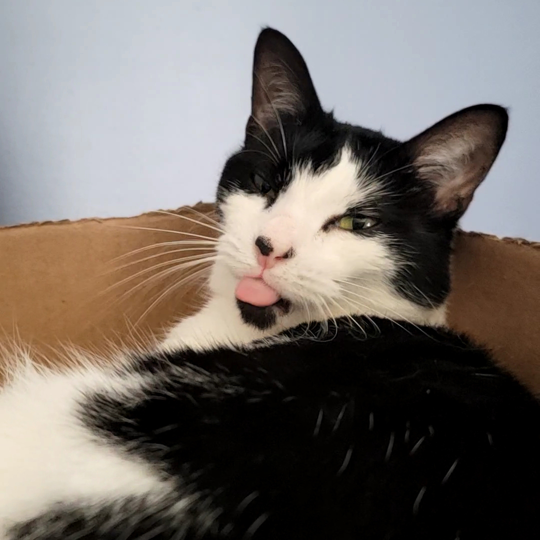 Cordelia Wolf ➡️ AWE tweet media