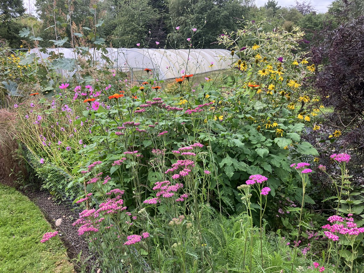 InfocusWestHill's tweet photo. West Hill is looking splendid atm with lots of colour &amp; insect activity. We are currently preparing the site for the autumn term &amp; looking forward to working with @DeafAcademy, @OrchardManorSch, @KingsSchoolOSM &amp; @InFocusCharity https://t.co/Sx6PG3g5MD