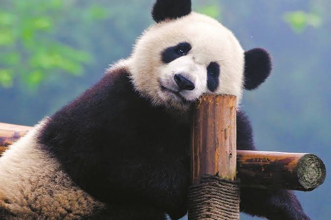 GIANT PANDA: This treasure of China is a charismatic creature wrapped in a coat of black and white. This bear species was a well-kept secret until the late 19th century, when a French missionary happened upon a pelt and introduced the Western world to the panda's unique charm.