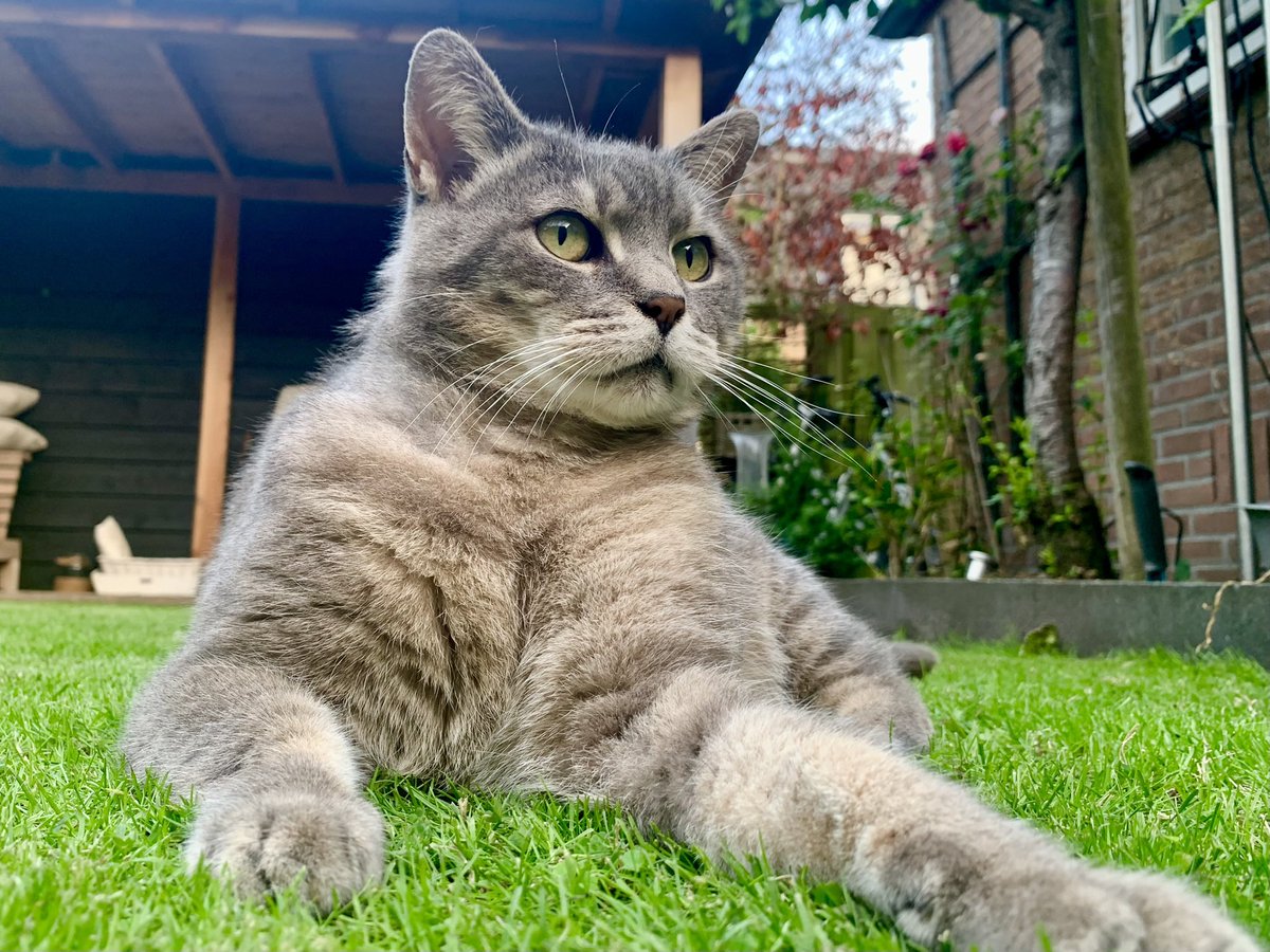 PJvanSchalkwijk's tweet photo. Het is weer #InternationalCatDay https://t.co/MwvptykRsD