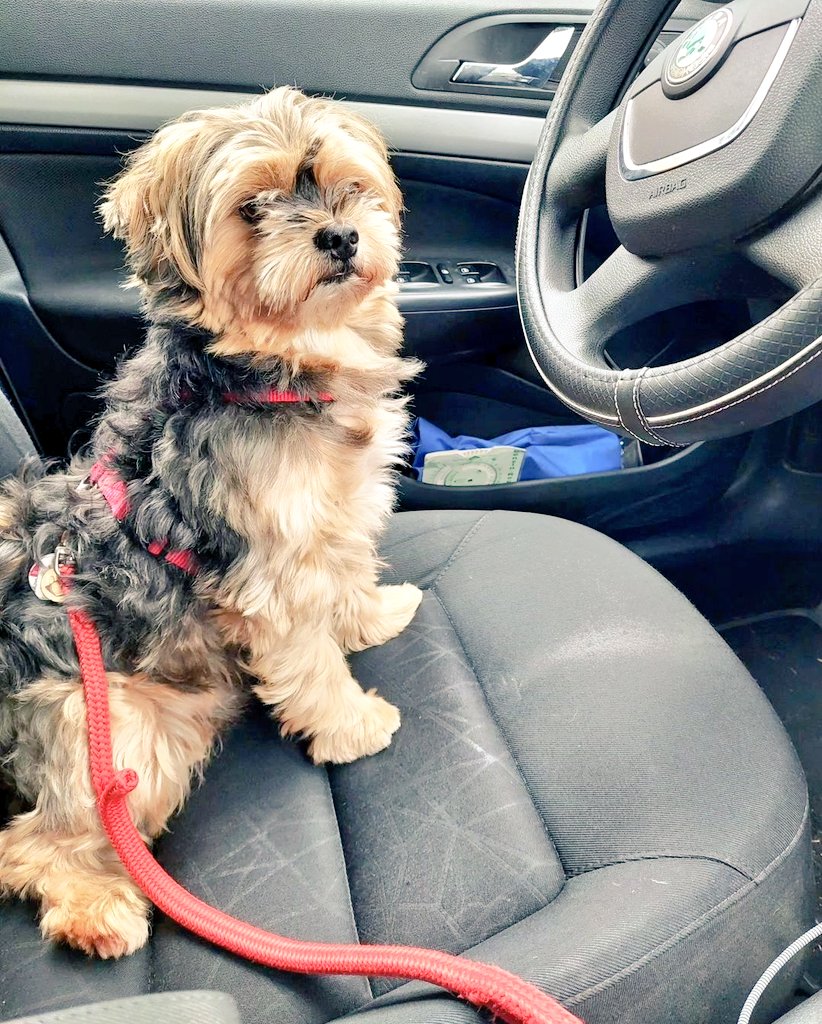 DerBishop17's tweet image. Fred übernimmt das Steuer #dogcontent