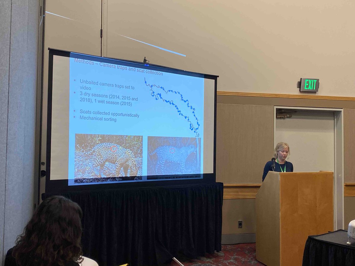 Excited to be at #ESA2023 <a href="/ceeriksson7/">Charlotte Eriksson</a> discussed impacts of wildfires on jaguars in the Brazilian Amazon. Jaguars maintain a primarily aquatic diet, demonstrating rare behaviors such as adult play!