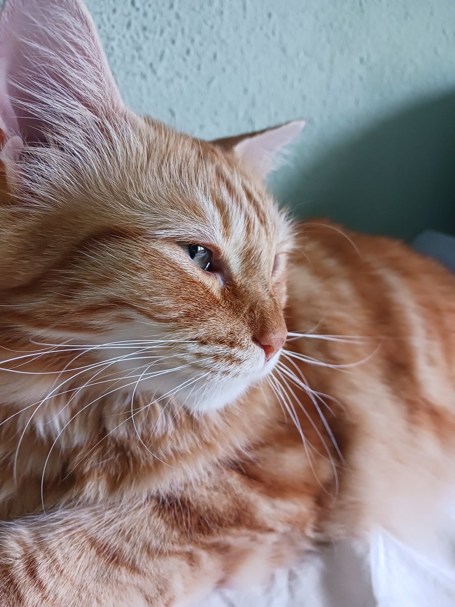 Montsinova2's tweet photo. #DiaInternacionalDelGat
#DiaInternacionalDelGato
Els 4 amors que tinc a casa
#RayPataques 🐈😍💖
#NinoMimosín 🐈⬛🥰💞
#MonniePenny 🐈😻💘
#JúniorReborn 🐈⬛🤩💗 https://t.co/klZ0ulXEzo