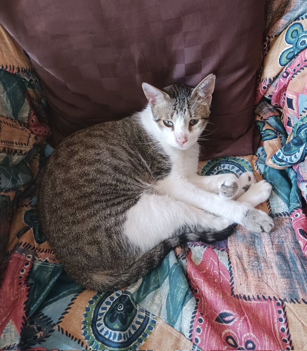 Montsinova2's tweet photo. #DiaInternacionalDelGat
#DiaInternacionalDelGato
Els 4 amors que tinc a casa
#RayPataques 🐈😍💖
#NinoMimosín 🐈⬛🥰💞
#MonniePenny 🐈😻💘
#JúniorReborn 🐈⬛🤩💗 https://t.co/klZ0ulXEzo