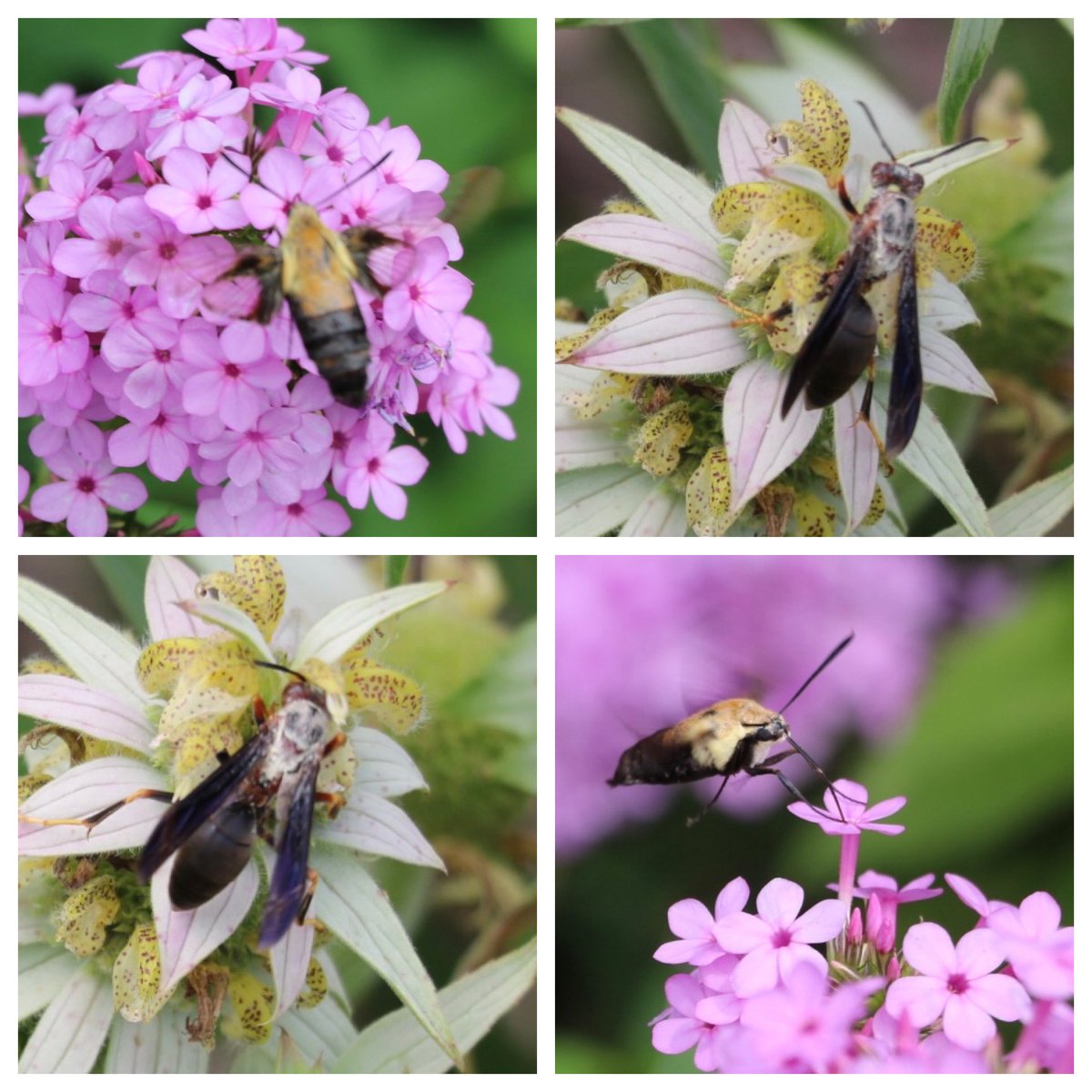tortiegertie's tweet photo. #pollinators everywhere ⁦@thedelawarebotanicgarden ⁦@DelawareBotanic⁩ https://t.co/2JvbaFrh42
