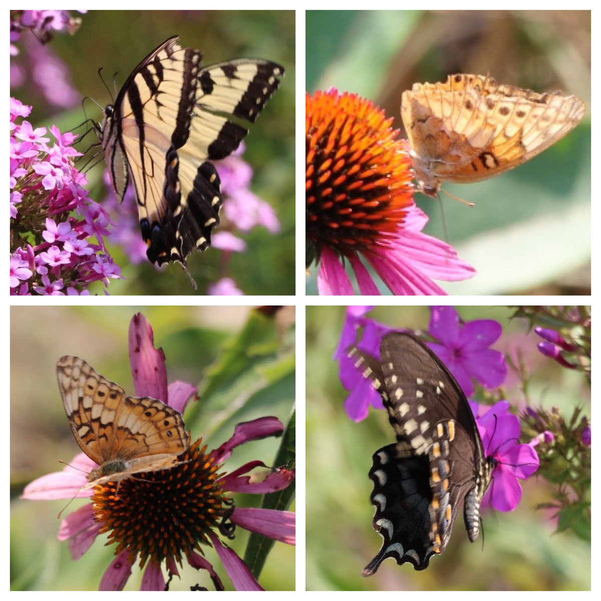tortiegertie's tweet photo. #pollinators everywhere ⁦@thedelawarebotanicgarden ⁦@DelawareBotanic⁩ https://t.co/2JvbaFrh42