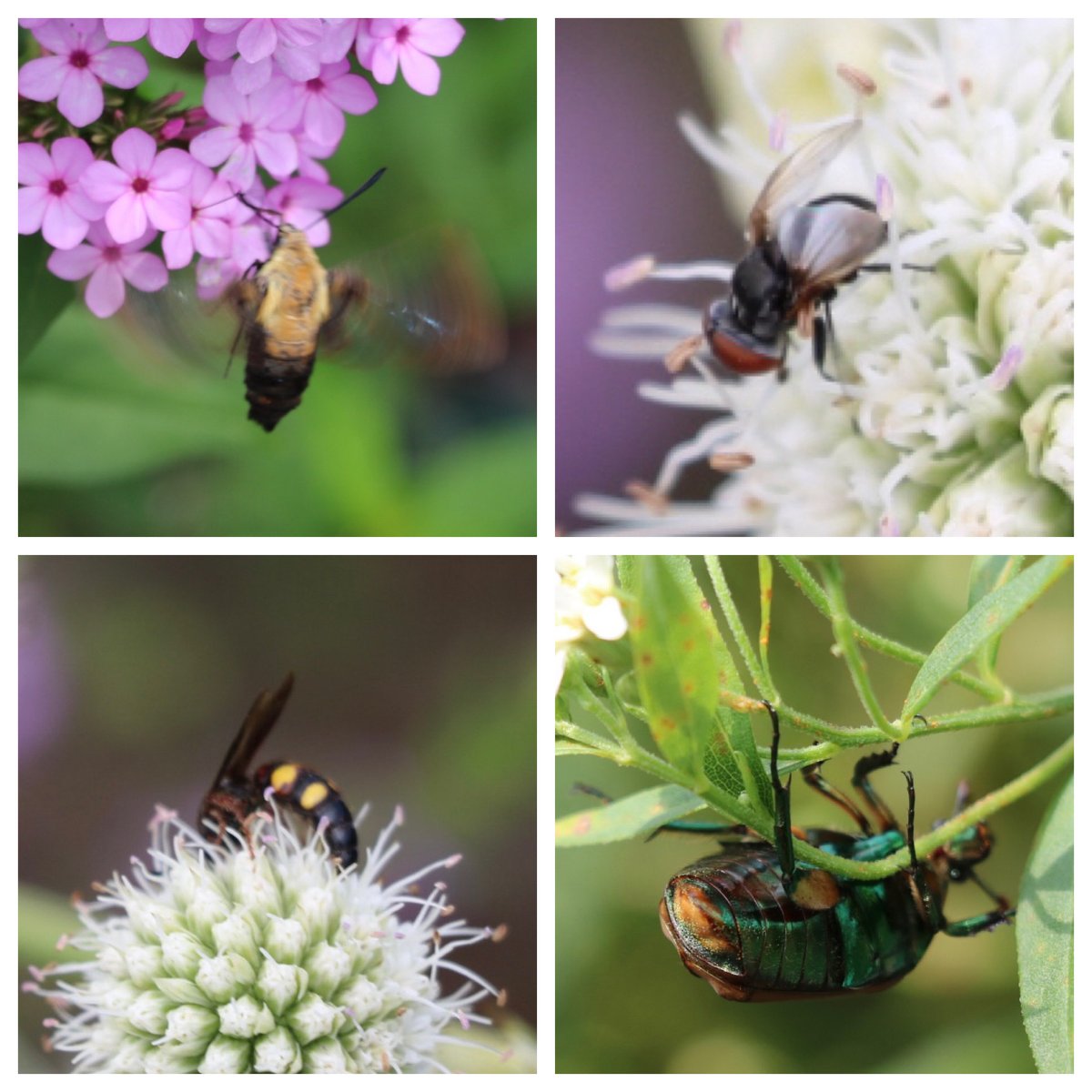 tortiegertie's tweet photo. #pollinators everywhere ⁦@thedelawarebotanicgarden ⁦@DelawareBotanic⁩ https://t.co/2JvbaFrh42