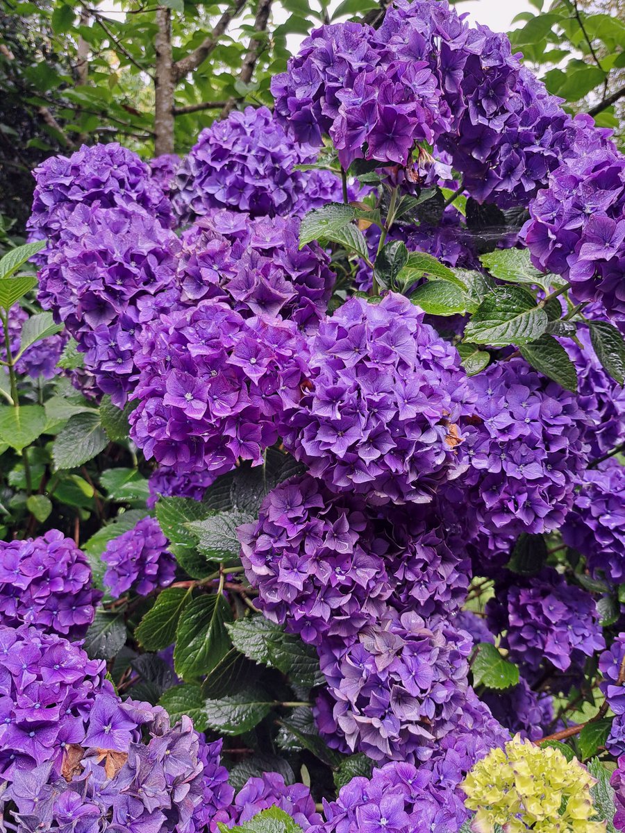 Look at the colour of this beautiful hydrangea taken by one of the visitors to the garden! 

Have you discovered our hydrangea walk yet?

#hydrangea #bloom #flowerpower