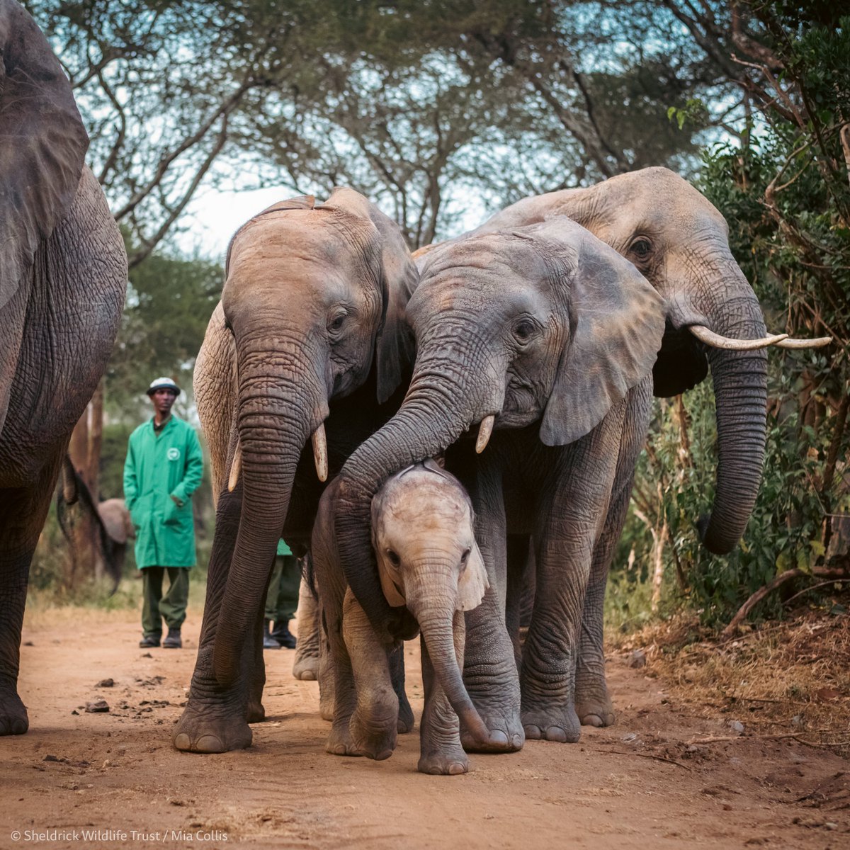 Life lessons from elephants… Give out more hugs
