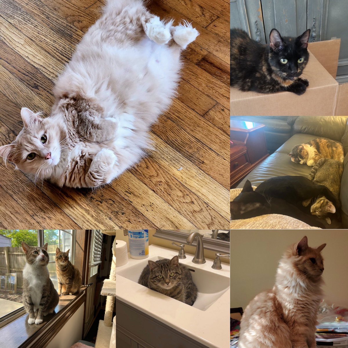 joelbieberfirm's tweet photo. Happy International Cat Day from all our cats to yours! Today we celebrate our furry felines with lots of snuggles and treats! ✨ https://t.co/EKNulzNIXv