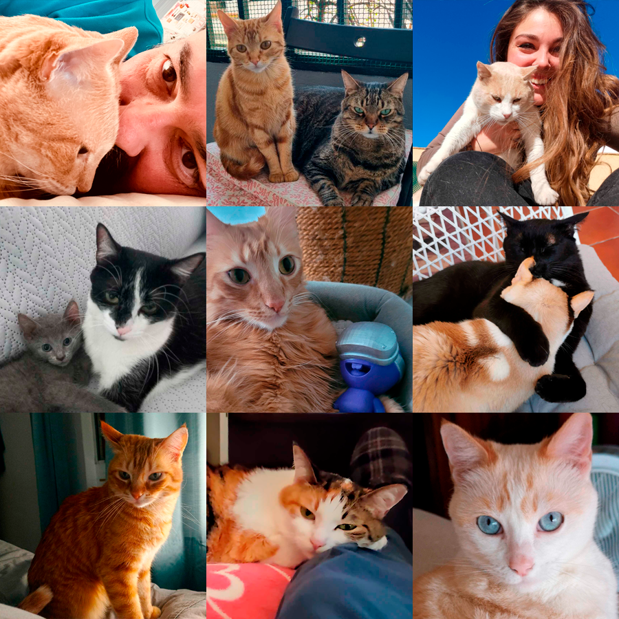 OddersLab's tweet photo. Happy #InternationalCatDay ! At Odders Lab we are cat lovers, so much that our cats didn't fit in a single picture!
Meet the purrfect team that help us manage stress, get inspiration and deploy code! 😺
Are you cat lovers too? Show us your feline friends! https://t.co/kQ0ADSBbm6