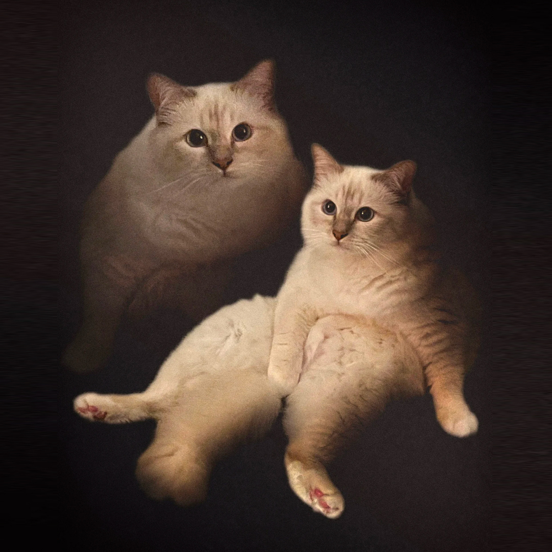 They’re beauty, they’re grace! Go to link in bio to amuse your pets with this vintage-inspired customised painting Etsy shop OlanMeows
etsy.me/3OPdIFL
#EtsyHasIt