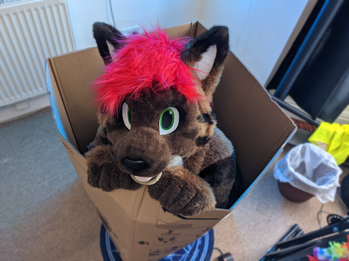 It's #internationalcatday. Have you pet this cat yet?