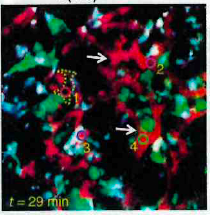 helenajambor's tweet photo. Blog4: Annotate images
Arrows, letter code, colors, etc need explanations, best: readable annotations!
(Prize Q, how many annotations do you spot in the image below?)
https://t.co/40kQqArjVM
#scicomm #BioImages #Microscopy #dataviz #images #Image #ScienceMastodon #Science https://t.co/U8iz0as5BE
