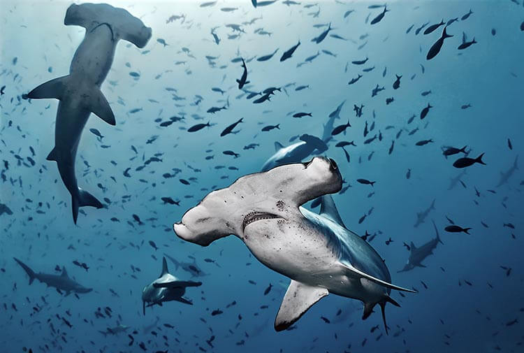 DiveMagazine's tweet photo. There's plenty of time, but don't forget to enter our #sharkweek #competition to win one of three @PADI #eLearning specialty courses! #everyweekissharkweek https://t.co/2RMiPogRpt https://t.co/aPKuNA2vto