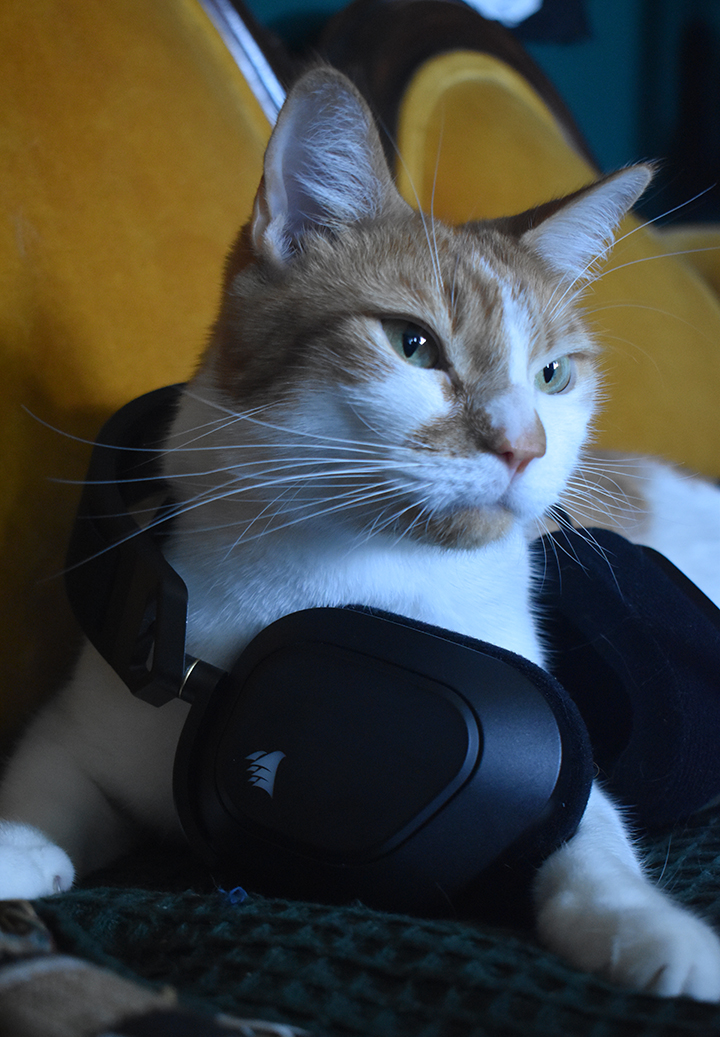 Happy #InternationalCatDay! 

Is your cat as big of a CORSAIR fan as you? Show us your #CATSAIR photos! 😻

Social Team 🐈: Speculoos