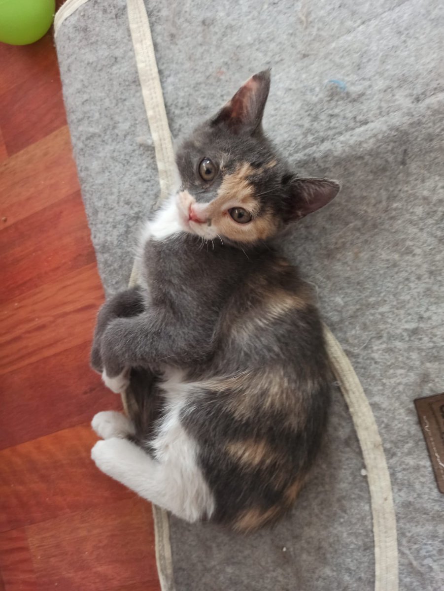İşte bahsettiğim 1 kiloluk fare 🥺 Araçların olduğu bi yoldan annesizken kurtarılmış, şu an pansiyonda. Dişi, uysal ve uykucu biri. Kısırlaştırma ve takip şartıyla yuva arıyor.

Ankara
İletişim: @cakilininsani