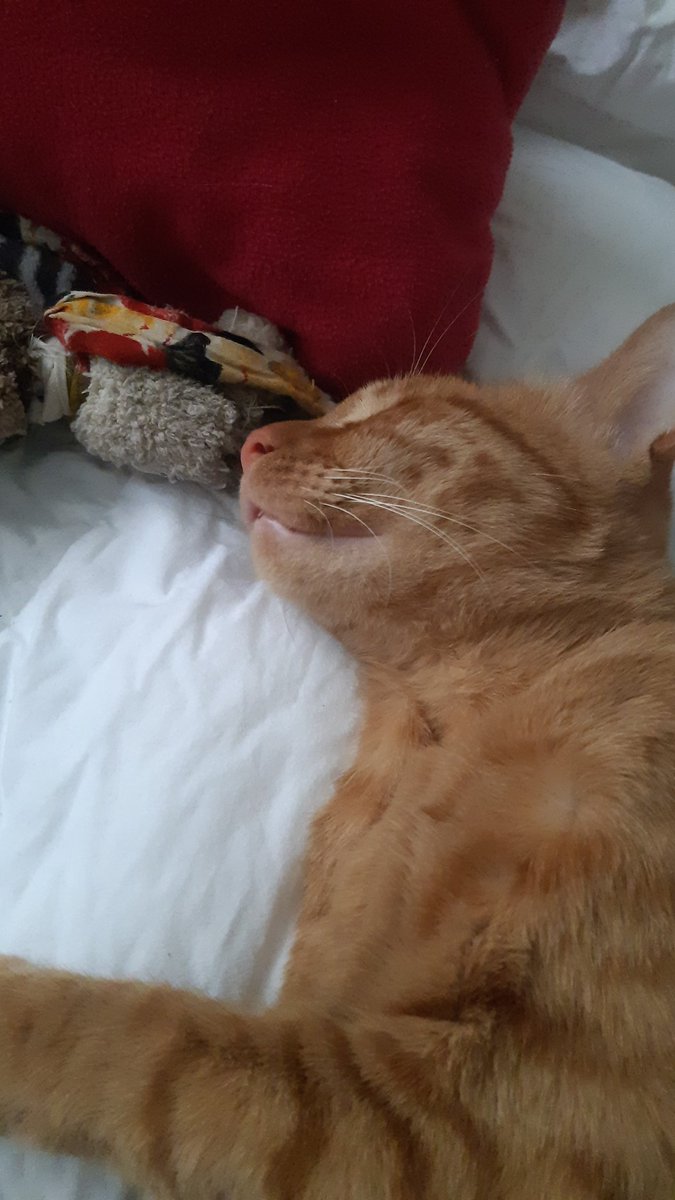 Erliz83's tweet photo. #DiaInternacionalDelGato 
Mi Gonnie hermoso🤩😘🐈🐈❤eres mi compañero de vida pido a Dios te de muchos años a mi lado 😇🙏te adoro mi gatihijo 🤩😇🥰❤🐈🙏Feliz dia mi bb 💞🤗🐈❤🥰😇🤩😘 https://t.co/g5hfrtZKEr