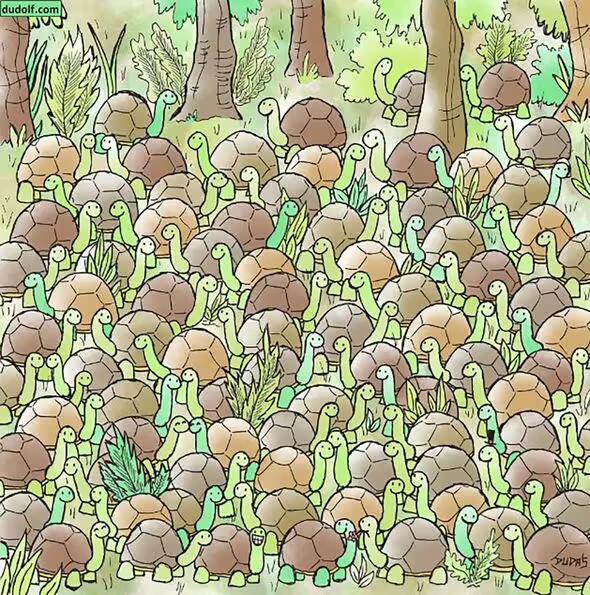 kaleshluvah's tweet photo. A snake amongst so many tortoises.. Who can find it? I think this website is messing around with all of us #visualpuzzles #puzzles #brainteaser https://t.co/zvBIxeiXCB