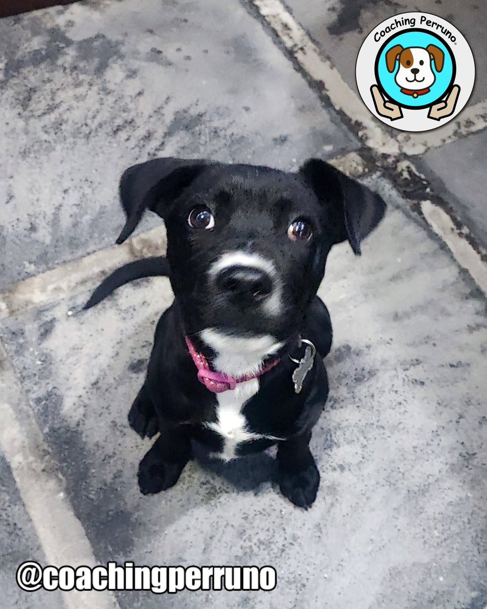 coachingperruno's tweet photo. La hermosa Hershey inicia su curso en Obediencia básica
#perros #dogs #mascotas #petsoftheday #petstagram #dogstagram #coachingperruno #funnypets #pets #ilovedogs🐶 #petslovers #funnydogs #dogslovers  #dogtrainer #quintoaniversario https://t.co/xjhZF3t87N