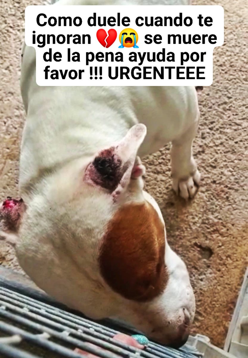 #MALLORCA
Si #KAITO pudiese hablar, todos llorariamos con el...
Lo que ha sufrido y esta sufriendo, no tiene explicacion.

Lo abandonaron con 8 añitos, lleva mas de 365 dias encerrado en una jaula. Llora como un niño pidiendo ayuda mientras todo el mundo pasa de largo...

Kaito