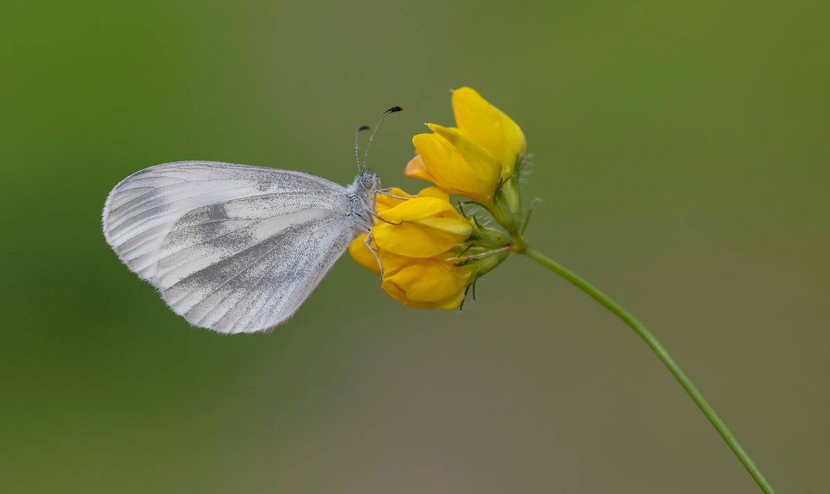 Good to see some Sussex Wood White yesterday. 11 seen including some courtship and egg laying and a mating pair, although the male was dead, but still attached. He had abdomen damage so it probably wasn't dying of over excitement! @BCSussex @savebutterflies @SussexWildlife