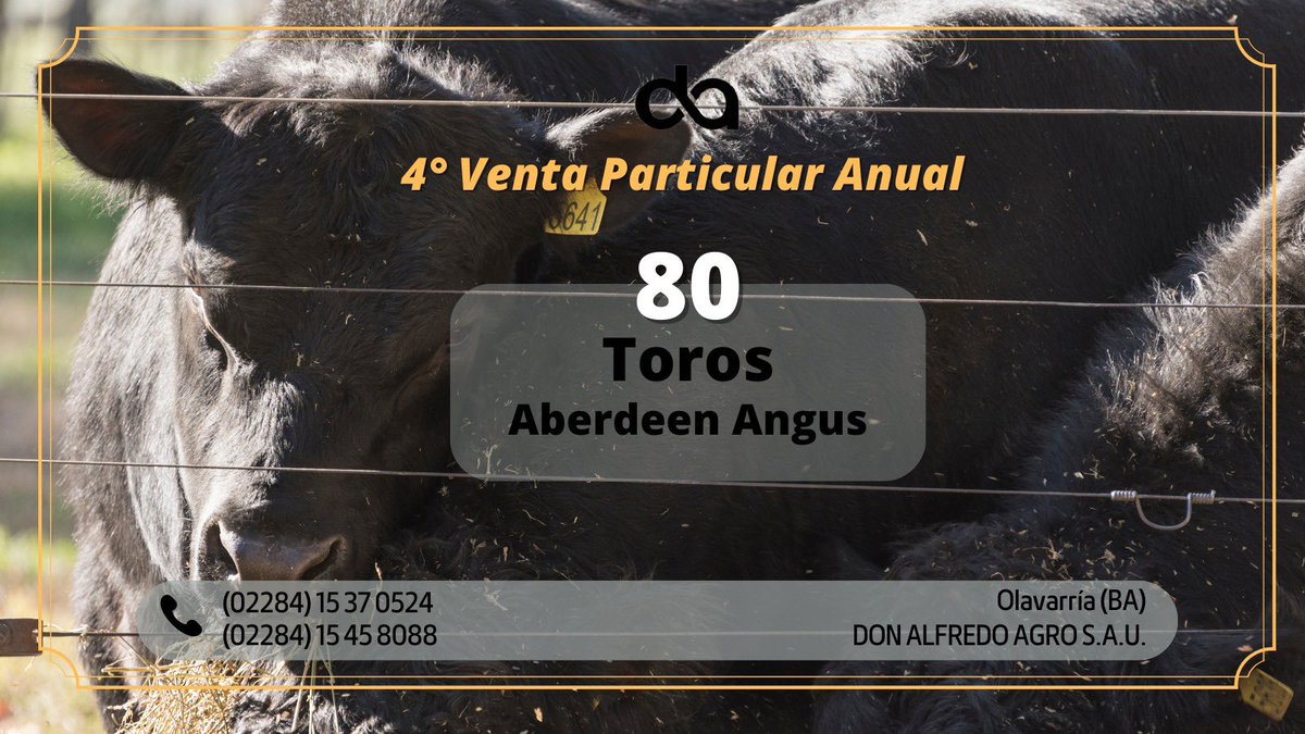 4ta. Venta Particular Anual de Don Alfredo

8️⃣0️⃣ toros Aberdeen Angus (negros y colorados) origen #AngusFortabat 

Condiciones comerciales 👇🏻