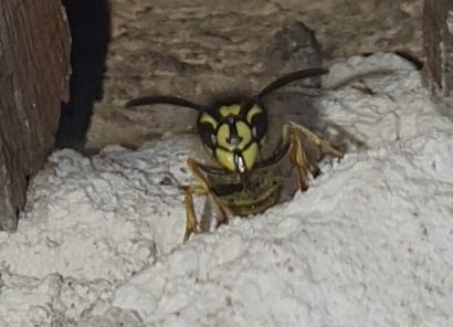 meissner_nancy's tweet photo. Die @NABU_de ruft zum Insektenzählen auf. Spannende Beschäftigung, besonders, wenn es im ganzen Garten summt, brummt und krabbelt 🪲
#insektenzählen #insekten #insects #nabu #tiere #tierbilder #schmetterling #biene #wespe #dolchwespe #machtmit https://t.co/L1bDgYtbLT