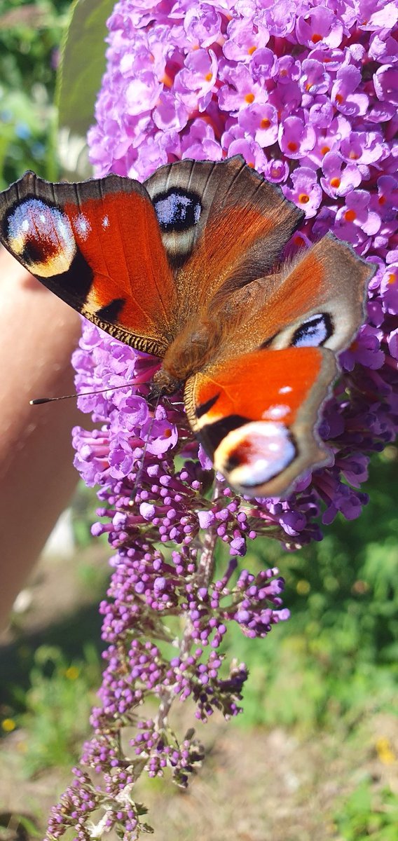 meissner_nancy's tweet photo. Die @NABU_de ruft zum Insektenzählen auf. Spannende Beschäftigung, besonders, wenn es im ganzen Garten summt, brummt und krabbelt 🪲
#insektenzählen #insekten #insects #nabu #tiere #tierbilder #schmetterling #biene #wespe #dolchwespe #machtmit https://t.co/L1bDgYtbLT