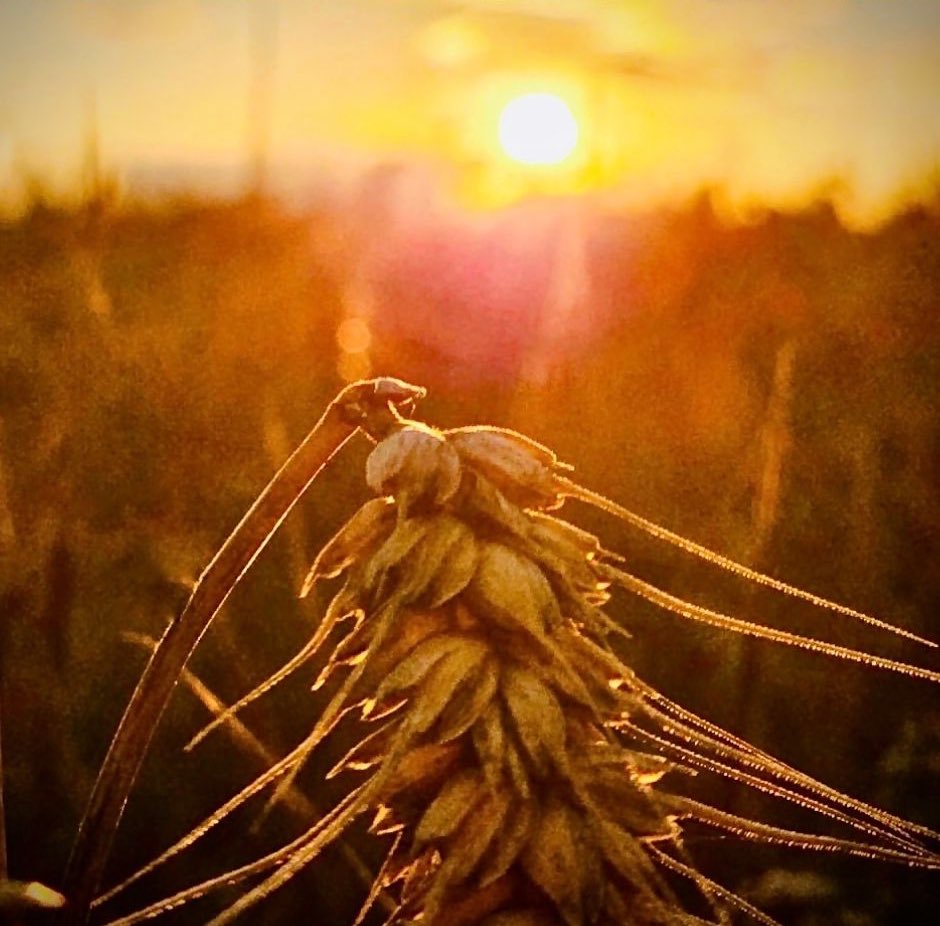 Sundown 💛🌾 #harvest23 

Photo Credit: Sue George