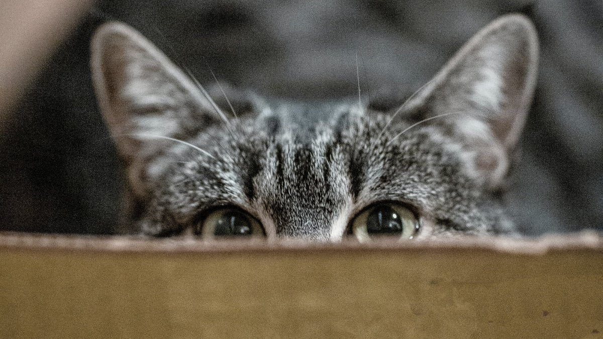APSphysics's tweet photo. Every year we celebrate #InternationalCatDay with our favorite Schrödinger's 😺 cat.
And it is also our least favorite cat. 😿
See how you can save this infamous feline: https://t.co/HCfB5QpED1. #PhysicsQuest https://t.co/w3WgzL5Akt