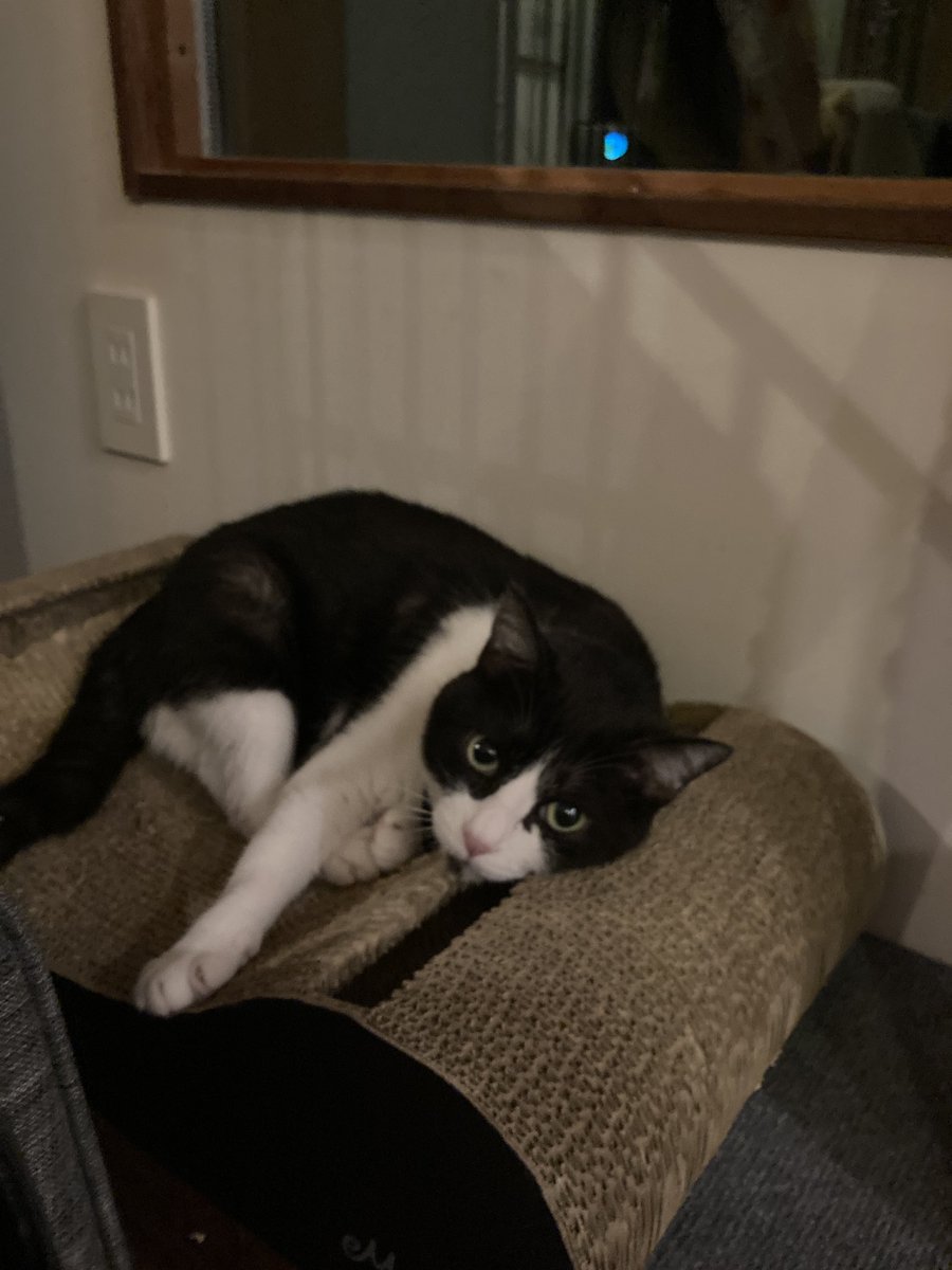 猫と一緒に3週間お留守番。かわいぃ。
でもつかめない。