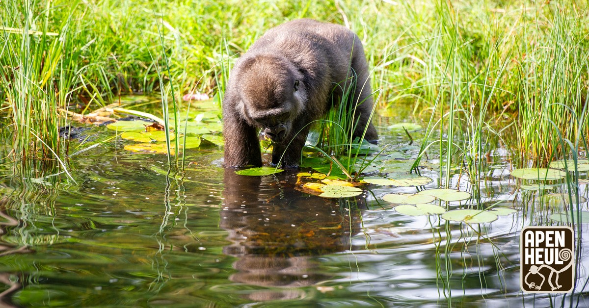 Er komt mooi zomerweer aan: tijd om eropuit te gaan! 🌤️ Bezoek ons groene park, geniet van de natuur, spot alle 35 apensoorten en ontdek op welke aap jij lijkt. Nu kinderkaartjes online €15! apenheul.nl/shops/apenheul…
#apen #dagjeweg #eropuit #zomer #zomervakantie #zon #genieten