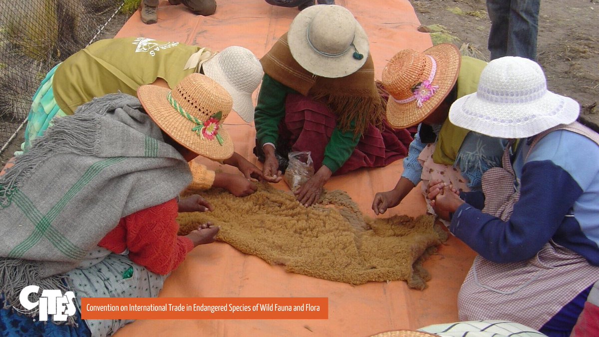CITES's tweet photo. With 80% of the world’s biodiversity found where #IndigenousPeoples live, their inclusion is crucial to ensure a win-win outcome: effective implementation of CITES and sustainable livelihoods.
#IndigenousPeoplesDay https://t.co/8PfcgvNvQ9