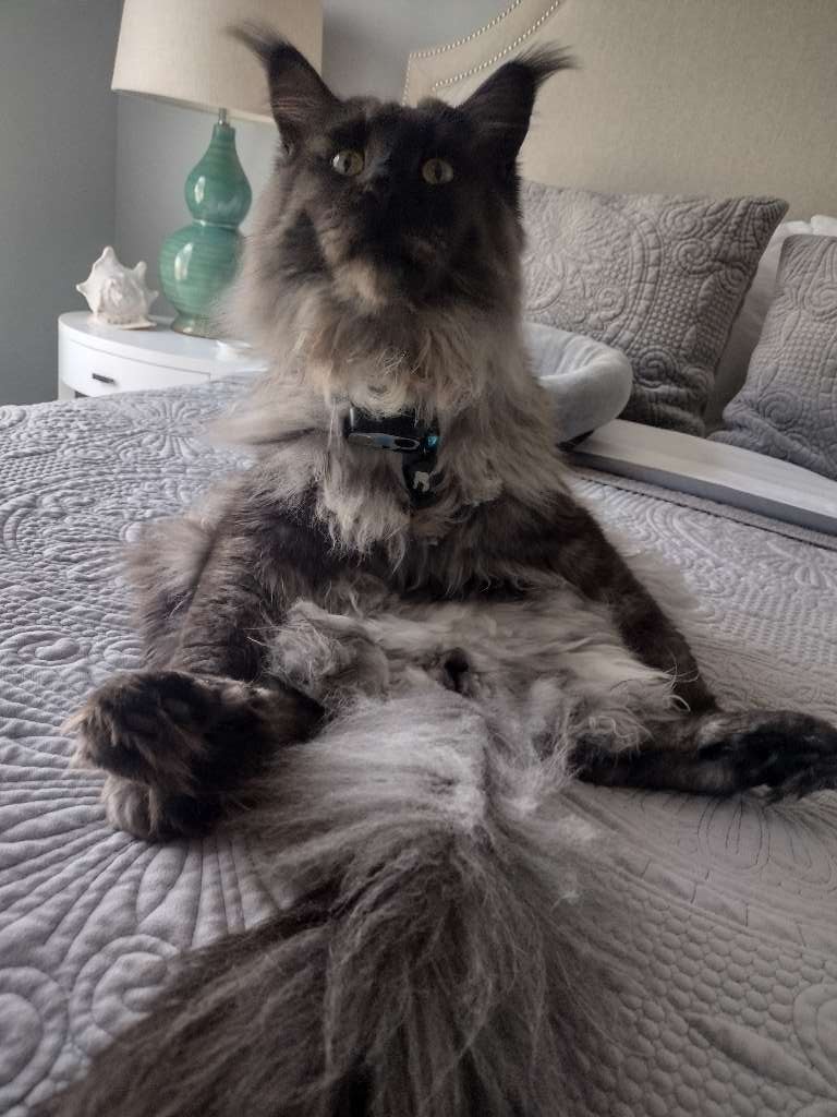 bobthecat2016's tweet photo. Loki says Happy International Cat Day! #CatsOfTwitter https://t.co/Ih3veZQIt8