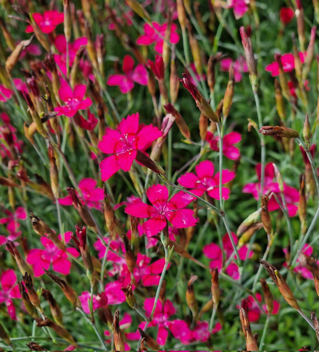 Easy Alpines for the Rock Garden ~ Dianthus deltoides. This is a species that comes from dry meadows and pastures in Europe and Asia. Grow in a sunny spot on well drained soil. Propagation is very easy by seed or division.