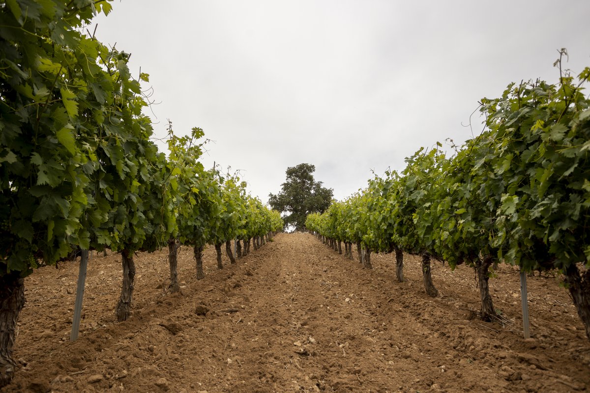 José Moro tweet media