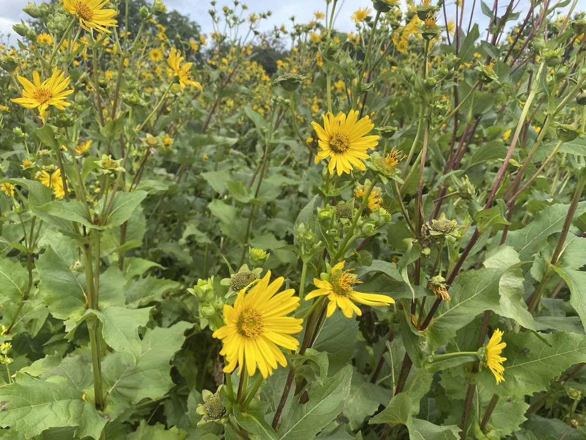 HubertAiwanger's tweet photo. #ErneuerbareEnergie #Biogas #DurchwachseneSilphie Dauerkultur als Maisalternative heuer wunderbar entwickelt. 3m hoch, viel Masse, #Bienenweide, #Erosionsschutz bei den Niederschlägen der letzten Wochen bestens bewährt. Zu empfehlen! #Aiwanger https://t.co/acGMZH3Pxa