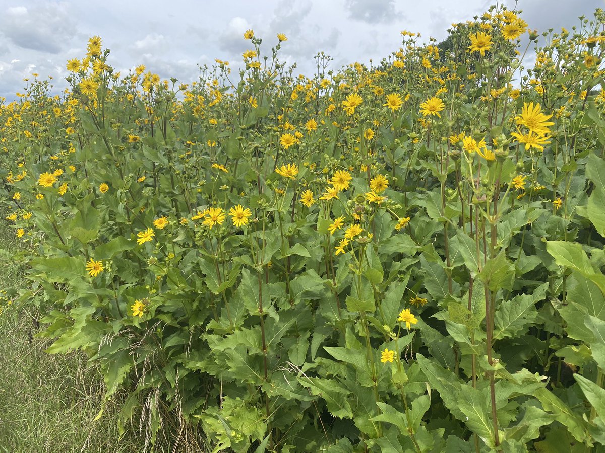 HubertAiwanger's tweet photo. #ErneuerbareEnergie #Biogas #DurchwachseneSilphie Dauerkultur als Maisalternative heuer wunderbar entwickelt. 3m hoch, viel Masse, #Bienenweide, #Erosionsschutz bei den Niederschlägen der letzten Wochen bestens bewährt. Zu empfehlen! #Aiwanger https://t.co/acGMZH3Pxa