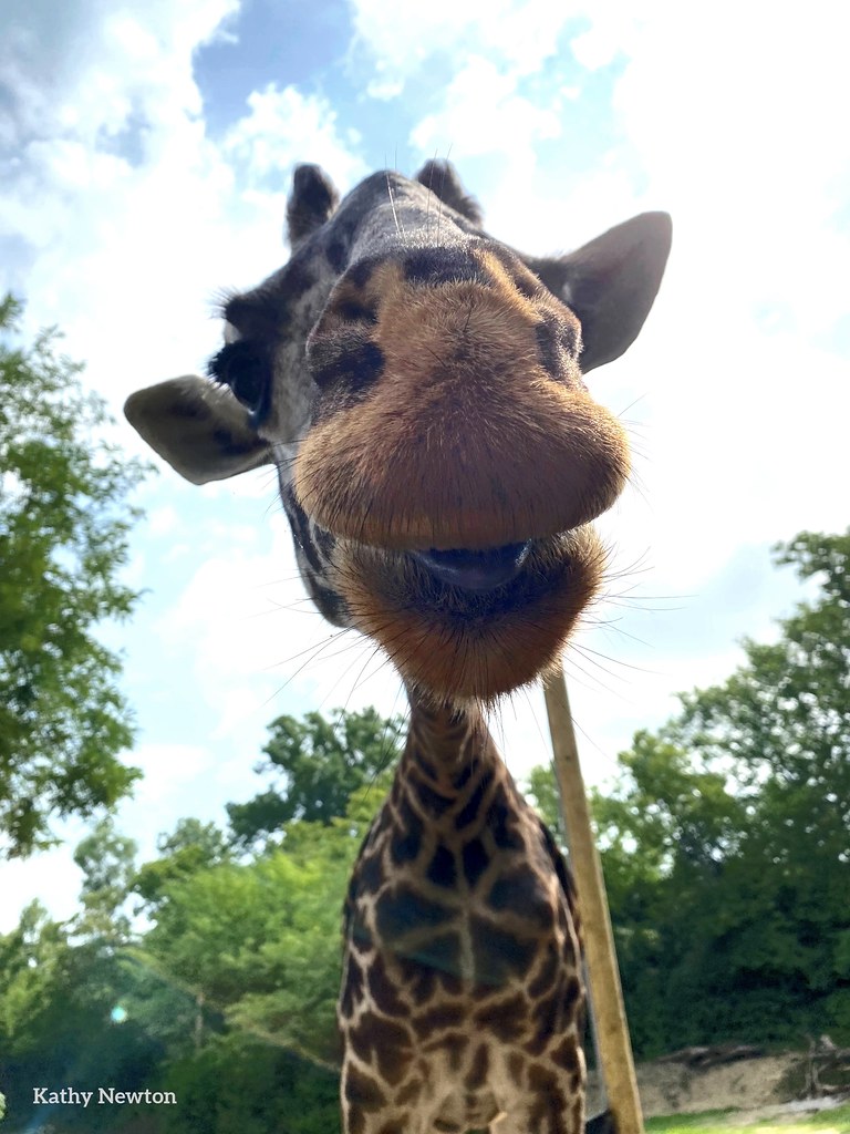 Please wish Tessa a Happy 17th Birthday today! 🥳