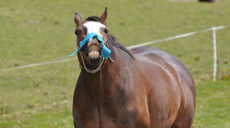 HorseLoversMath's tweet photo. Researchers developed an index to calculate equine fat based on body measurements to address the limitations of Body Condition Scoring. https://t.co/sDdtJGK46F #equineblogshare #equine #horses #horseowner #equestrian #EquineHour #HorseChatHour #ponyhour https://t.co/VgxXfnt6uc
