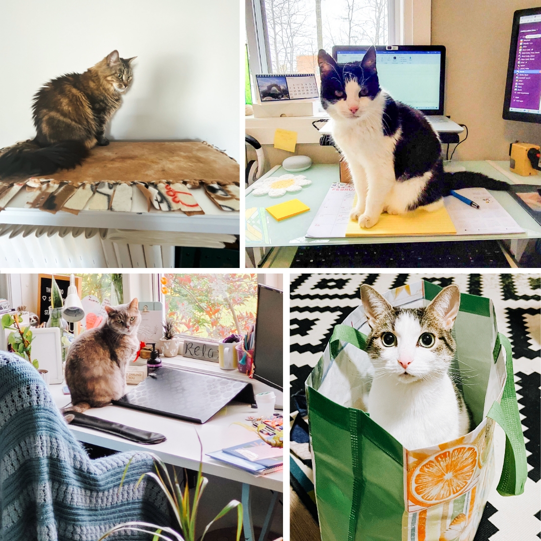 It's international cat day - and the cats of cHaus think there's been too much attention paid to the dogs of cHaus and if we missed this holiday, they'd sit on our keyboards, block our monitors, and destroy our papers - more than they already do!