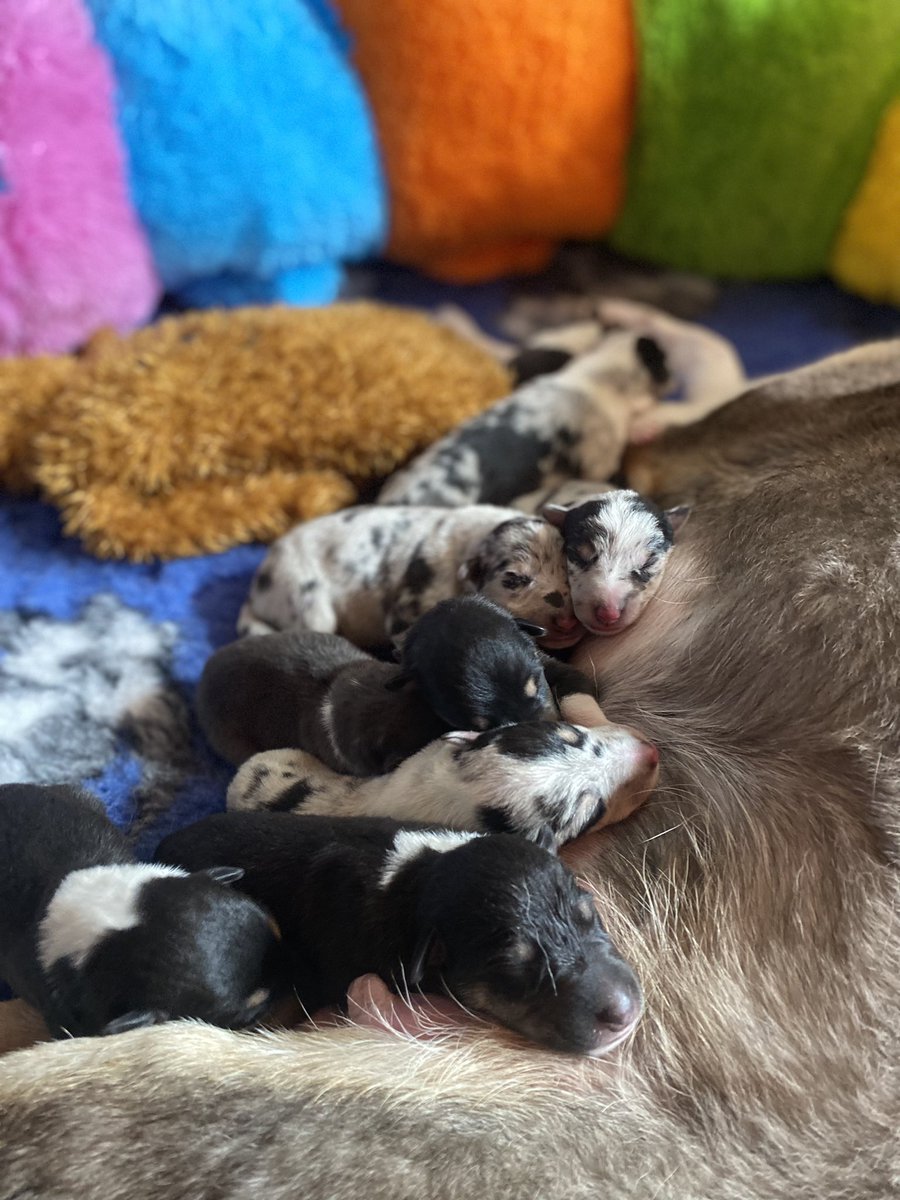 Na 3 dagen en nachten in de werpkist hopen op goede weeën, besloten we vanmorgen toch hulp van de dierenarts te vragen. 9 gezonde puppen werden geboren, 1 prachtig pupke heeft het helaas niet gered. 

Ook bij dieren is het helaas niet vanzelfsprekend.