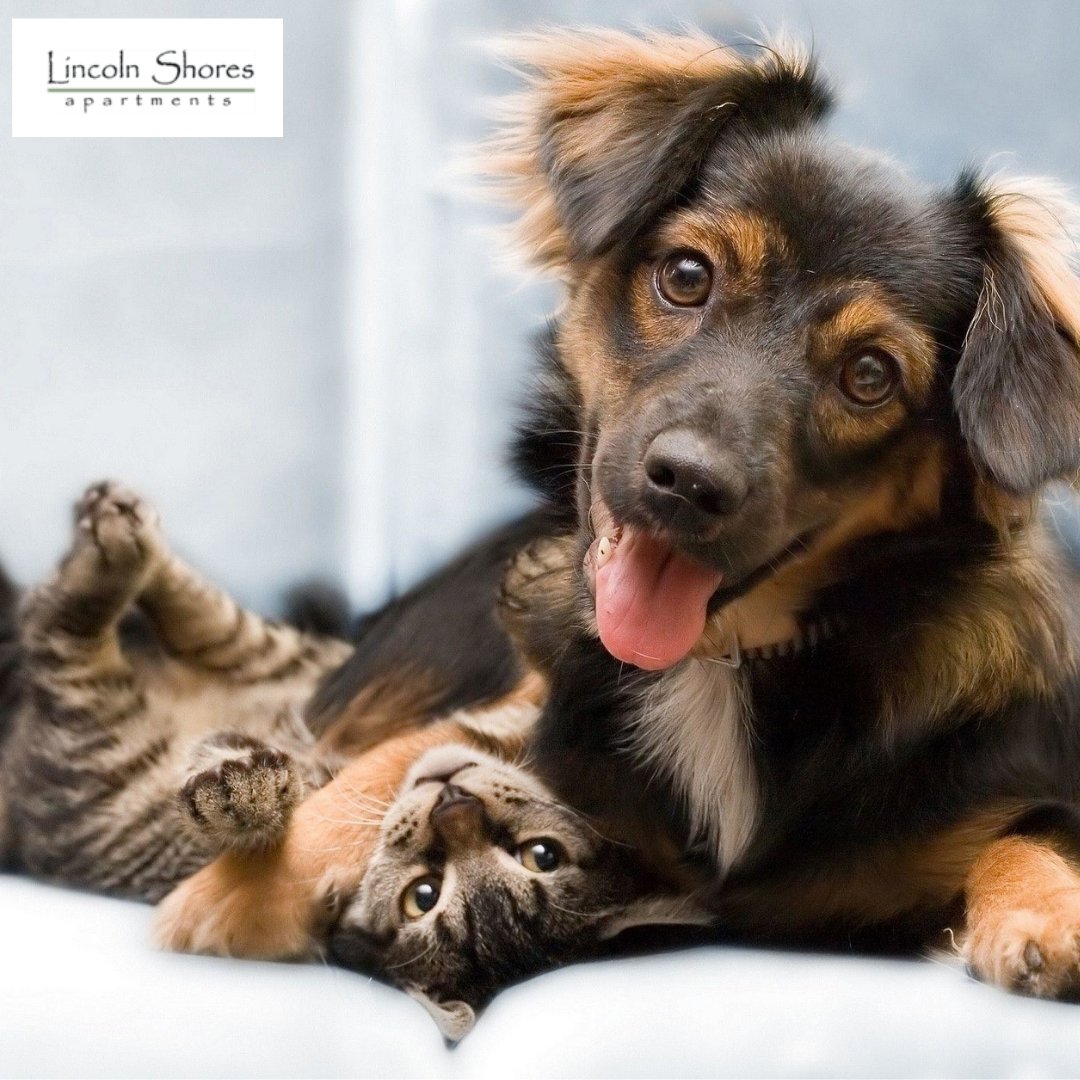 Furry friends welcome! Our apartment community is proud to be pet friendly, making it the perfect home for you and your four-legged companion.