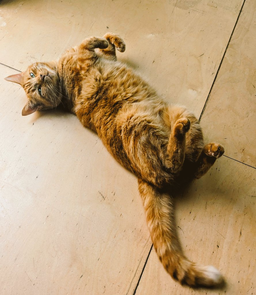 Happy #InternationalCatDay from my  ginger prince 🐱👑