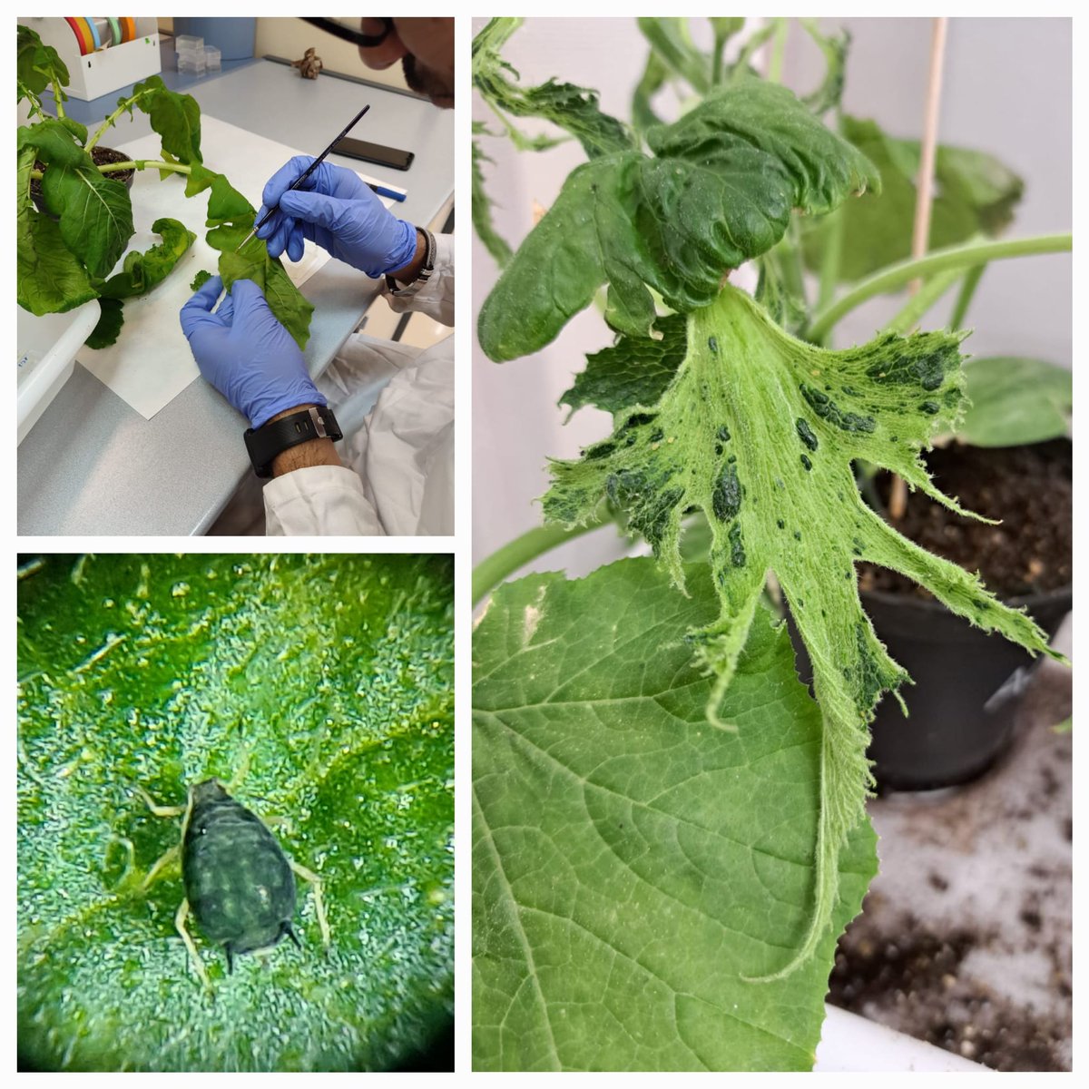 Fereres Lab. Insect Vectors of Plant Pathogens tweet media