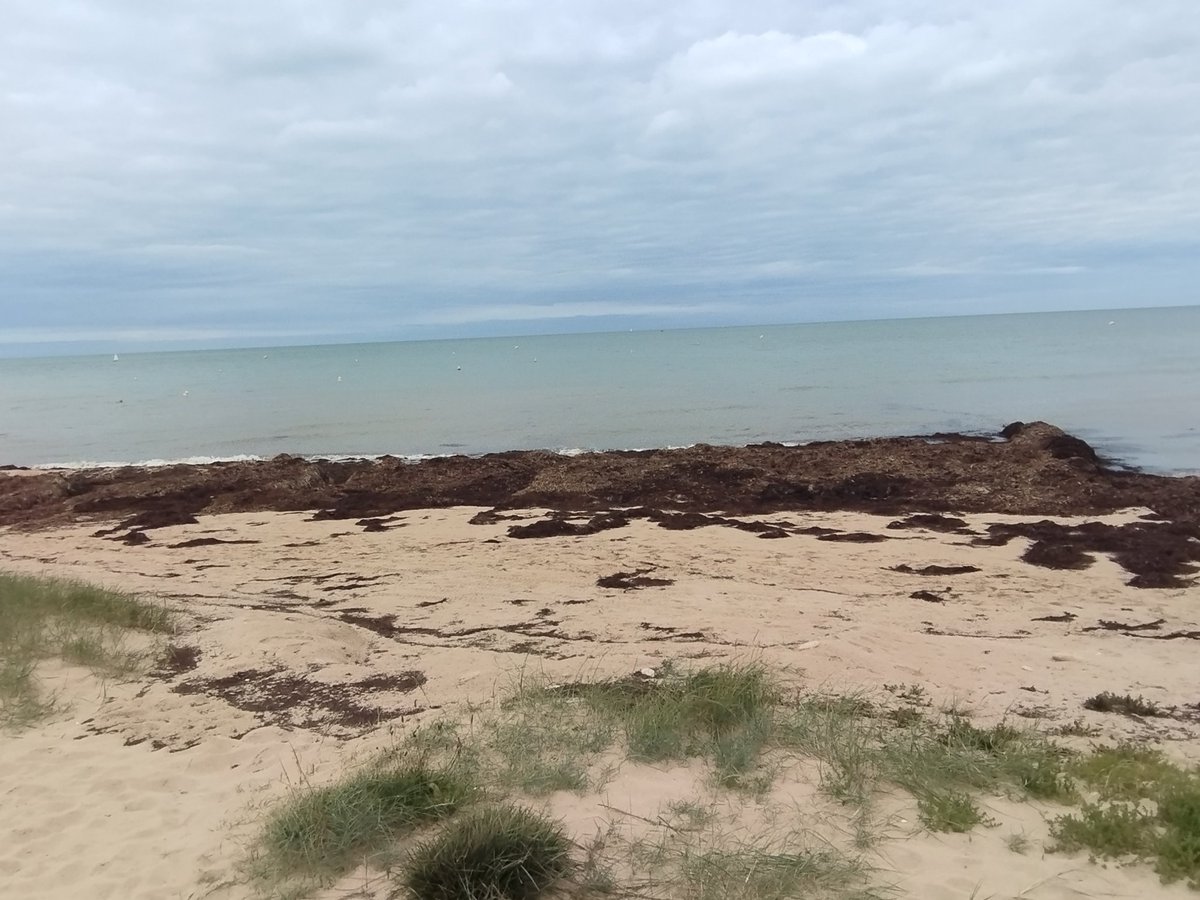 lyaurdargo's tweet photo. Et sinon, les plages de la côte de nacre sont nettoyées à quel moment? Tellement d'algues qu'il n'y a personne sur le "sable" et dans l'eau. 
#plage #caenlamer #algues https://t.co/jdt0jq9UwH