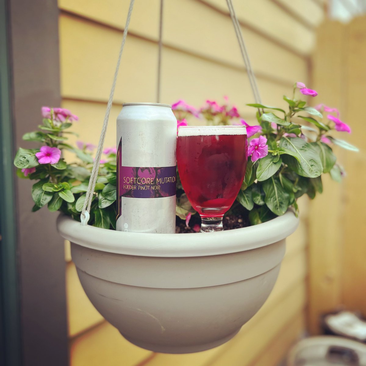 🍻 Discover Softcore Mutation Foeder Pinot Noir from @maplewoodbrew! 🍷 This captivating beer-wine hybrid matured for 15 months in an oak foeder w/ Pinot Noir grapes, crafting a symphony of cherries, berry jam, tobacco, &amp; citrus peel. Perfect harmony of balanced tartness!