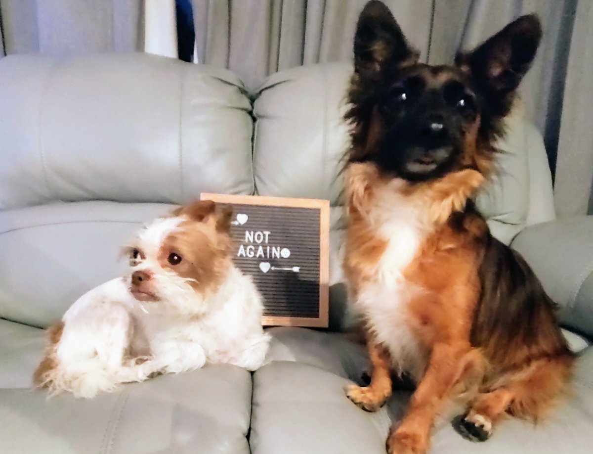 Amy Siverio tweet media