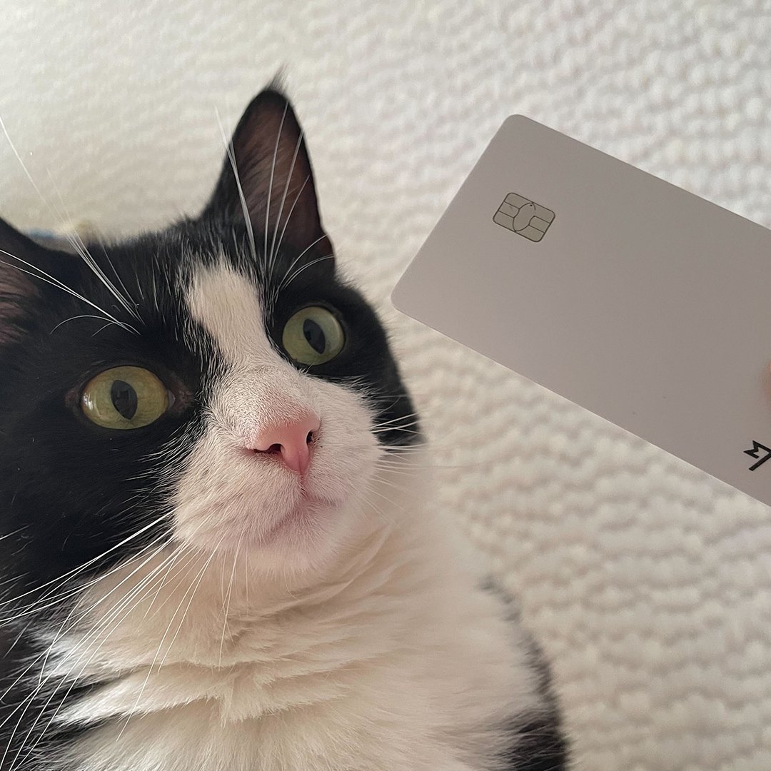 Wise's tweet photo. Some light grooming before we hit the streets 💁‍♀️ 

Happy International Cat Day to those who celebrate 😻 What's the most expensive thing you've ever bought your fur-friend? https://t.co/ex6qMANTTm